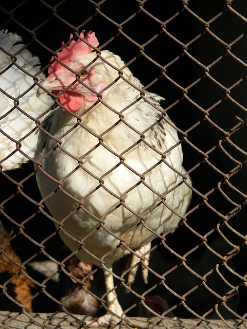 所边缘化 所边缘化